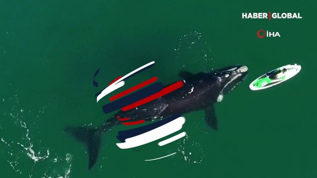 Kanocu ve balinanın nefes kesen buluşması