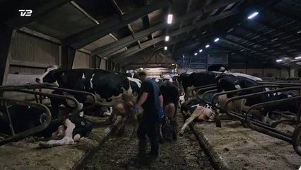 TV-SPOT | Jeg er stammer | Torsdag 20.00 på TV2 & TV2 Play | 2019 | Kort Version | TV2 Danmark
