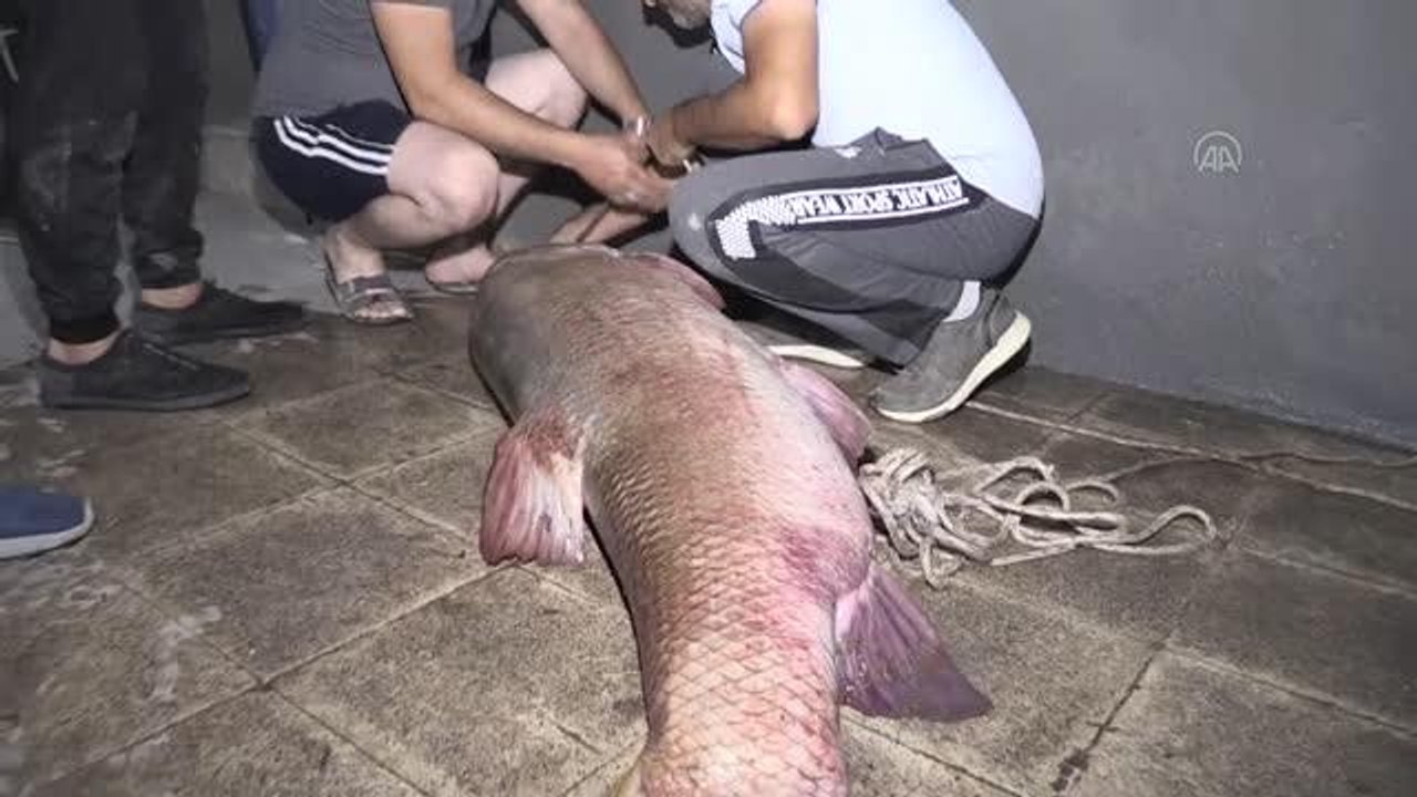 Karasu Nehri'nde 85 kilogram ağırlığında 180 santimetre uzunluğunda turna balığı yakalandı