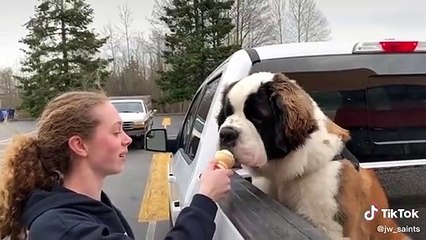 Adorable Tik Tok pet`s that will make your day 100% better  