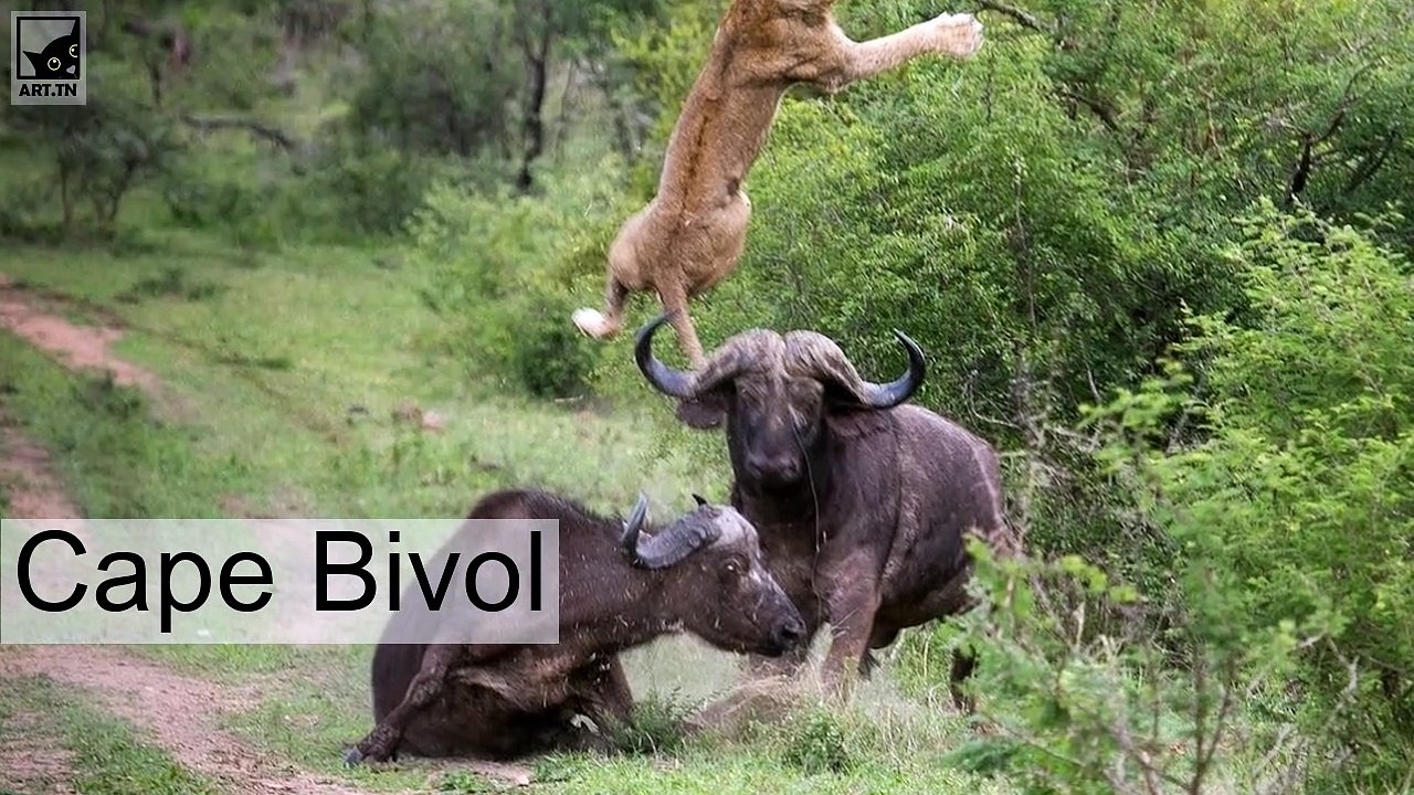 Cele mai periculoase 10 animale din lume