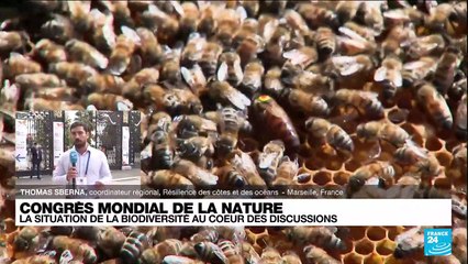 Congrès mondial de la nature : la situation de la biodiversité au cœur des discussions