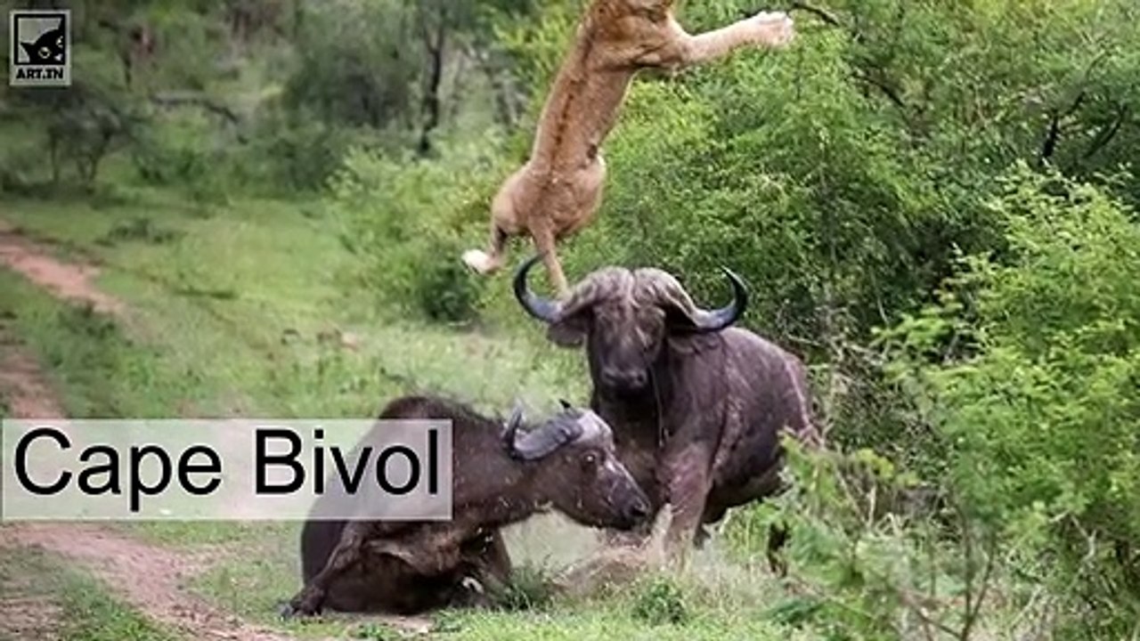 Cele mai periculoase 10 animale din lume