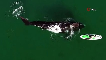 Arjantin'de kano süren kadınla balinanın 'dansı' böyle görüntülendi
