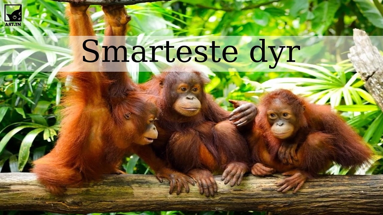 De 6 smarteste dyr i verden