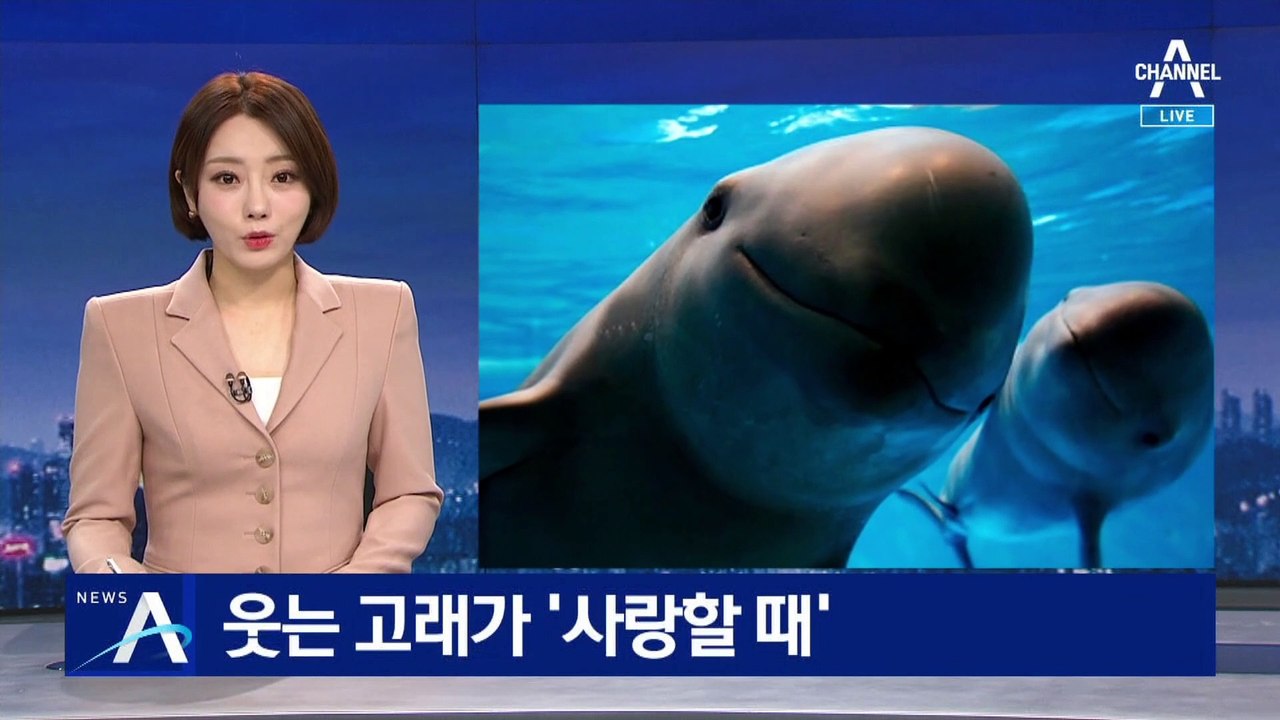 웃는 고래 ‘상괭이’가 사랑할 때…구애 장면 첫 포착