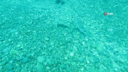 Kırlangıç balığı, dişisini çekim yapan profesörden böyle korudu