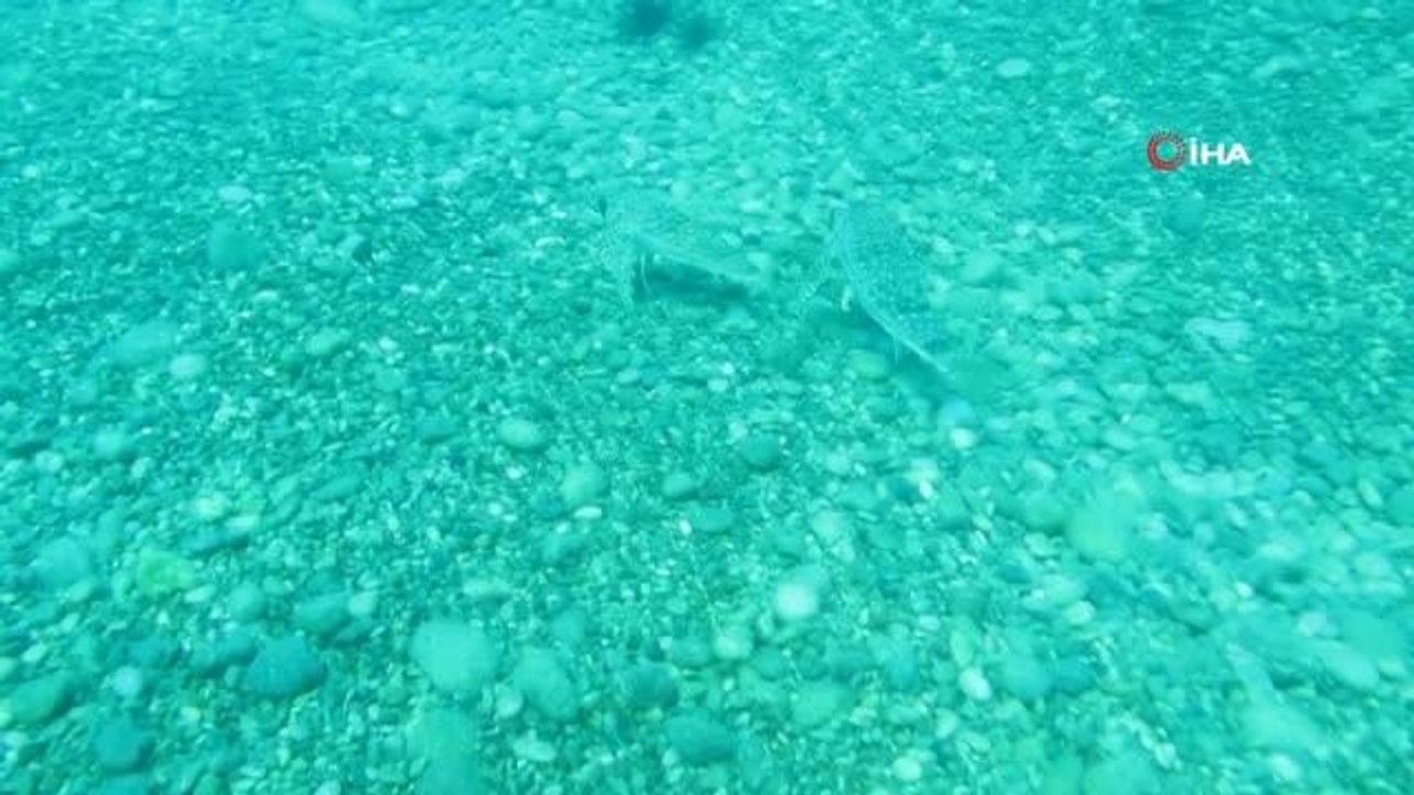 Kırlangıç balığı, dişisini çekim yapan profesörden böyle korudu