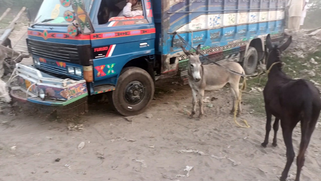 my 6 beautiful donkeys