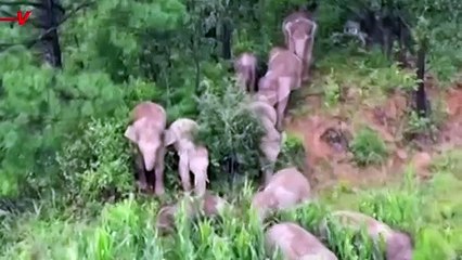 Elephant Herd Closes in on Their Journey Home After Traveling for Nearly 18 Months