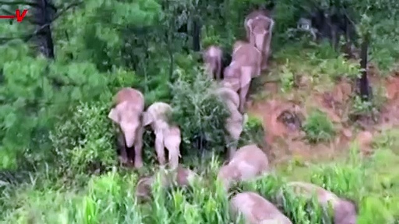 Elephant Herd Closes in on Their Journey Home After Traveling for Nearly 18 Months