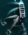 5 baleines font des câlins à une petite barque
