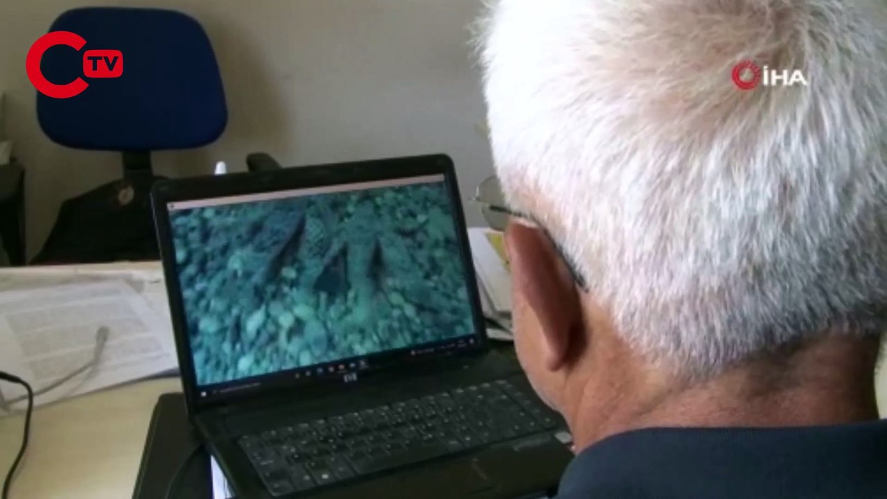 Kırlangıç balığı, dişisini çekim yapan profesörden böyle korudu