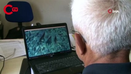 Kırlangıç balığı, dişisini çekim yapan profesörden böyle korudu