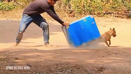 Best Funny Videos - Super Huge Box vs  Sleeping Dogs Prank