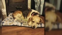 Detenidas dos personas por la muerte de cuatro perros en una residencia canina de Madrid
