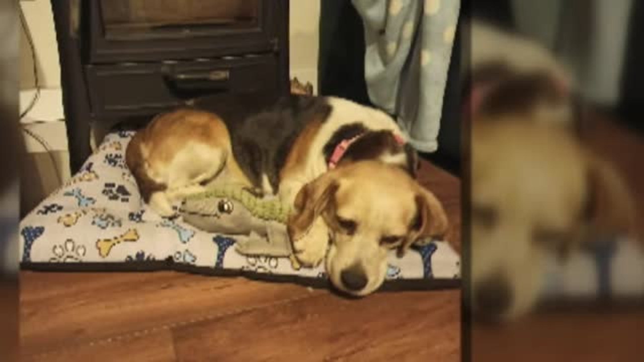 Detenidas dos personas por la muerte de cuatro perros en una residencia canina de Madrid