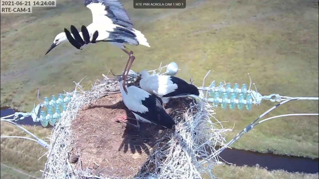 Objectif cigogne 2021 - dernières semaines au nid