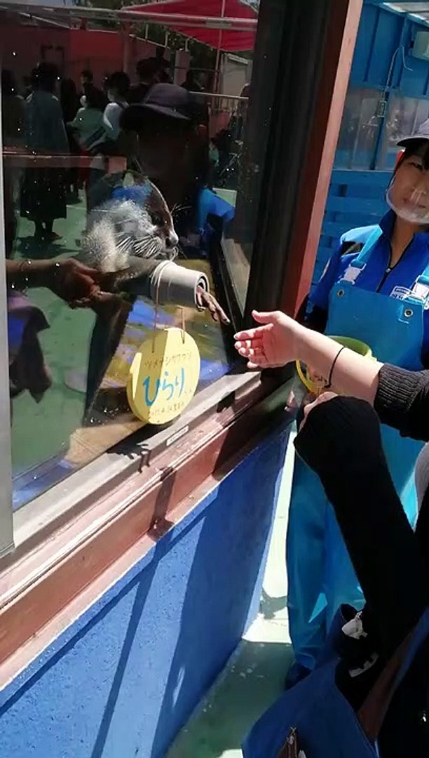 ⁣Shake hand with otter