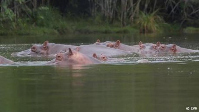 Pablo Escobar's troublesome hippos