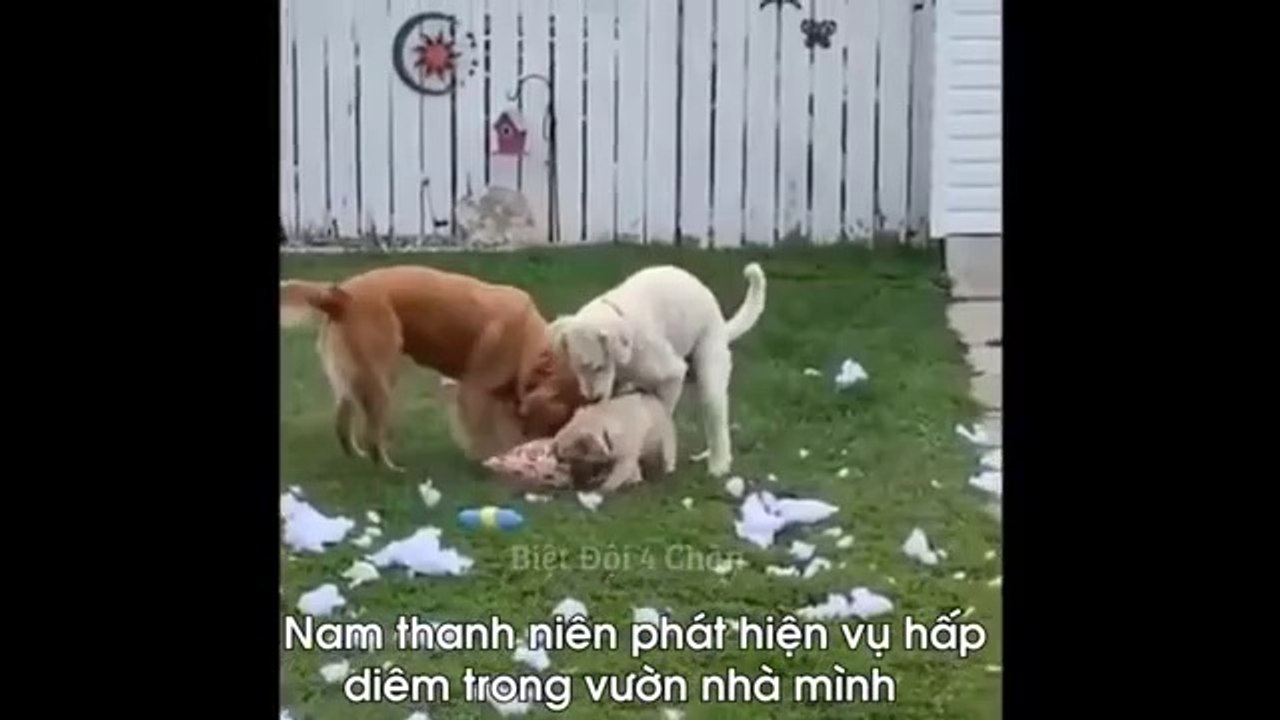 I challenge all of you that you can't stop laughing after waching this video Khi Thú Cưng Tấu Hài Cực Nhây - Biệt Đội 4 Chân