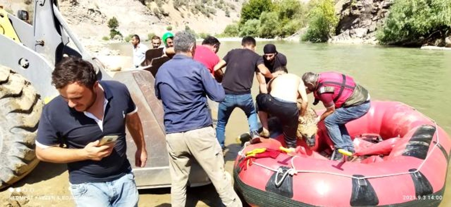 Yaralı ayı botla Zap Suyu'nun karşı tarafına geçirilerek Van'a sevk edildi