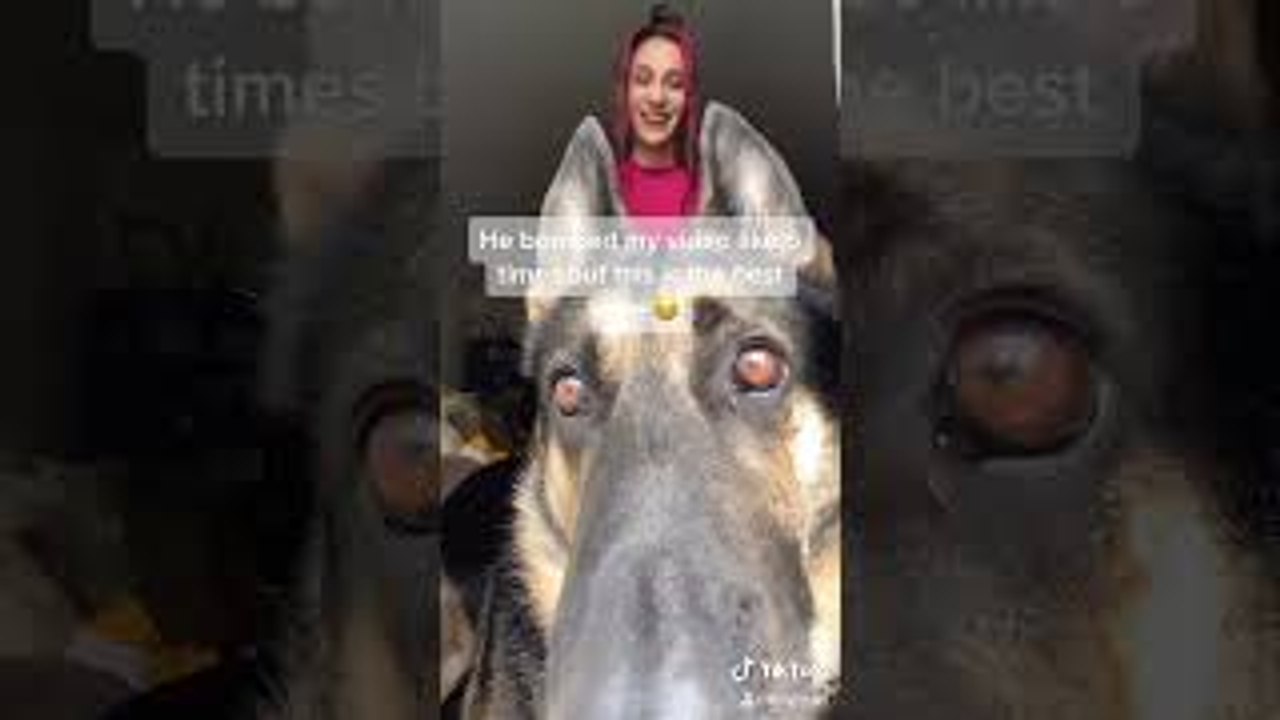 Shepherd Steals Dancer's Spotlight