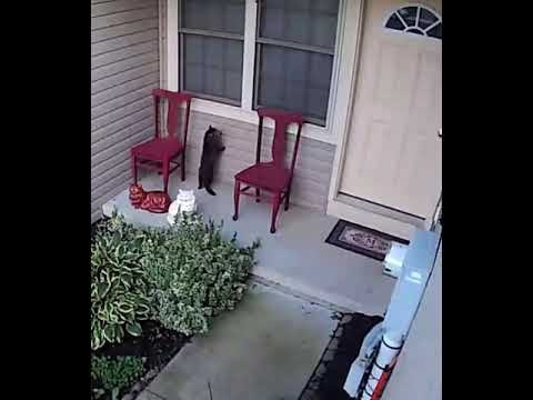 Cat Instantly Regrets Escaping Outside