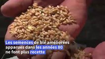 En Tunisie, le renouveau des semences traditionnelles face au défi climatique