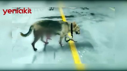 Saatlerce bağırsakları dışarıda dolaşan köpek kurtarılamadı...
