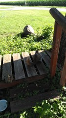 Rescued Squirrel Plays with Toy Unicorn