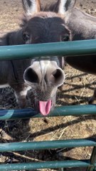 Donkey Excited About Owner's Return
