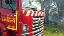 Bombeiros resgatam animal com queimaduras após incêndio em vegetação na BR-277