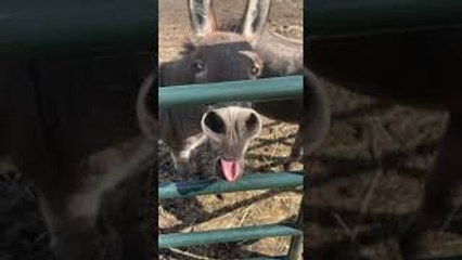 Donkey Excited About Owner's Return