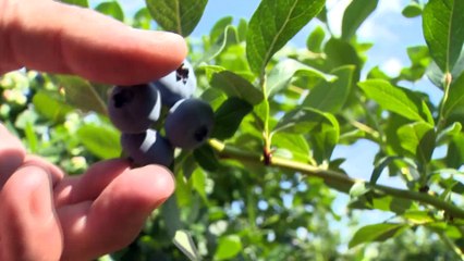 Aval du Nouveau-Brunswick pour l'exploitation de bleuetières à Tracadie