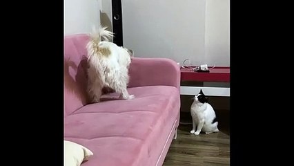 Cat Chastises Dog for Digging