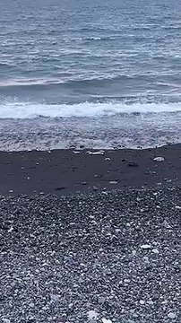 Los peces muertos, colega : los efectos de los hidrocarburos en una playa de Tenerife