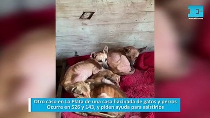 Otro caso en La Plata de una casa hacinada de gatos y perros. Ocurre en 526 y 143, y piden ayuda para asistirlos