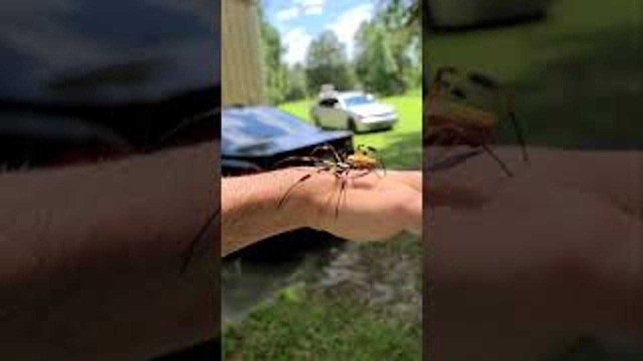 Giant Spider Climbs Around Arm