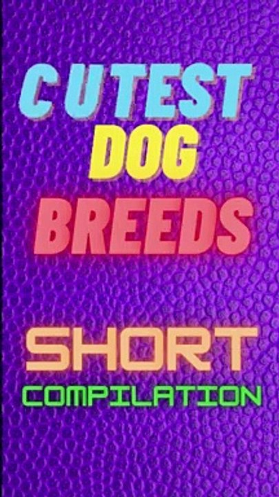 Cute and Adorable Dog Breeds in the World that are Very Small in Size