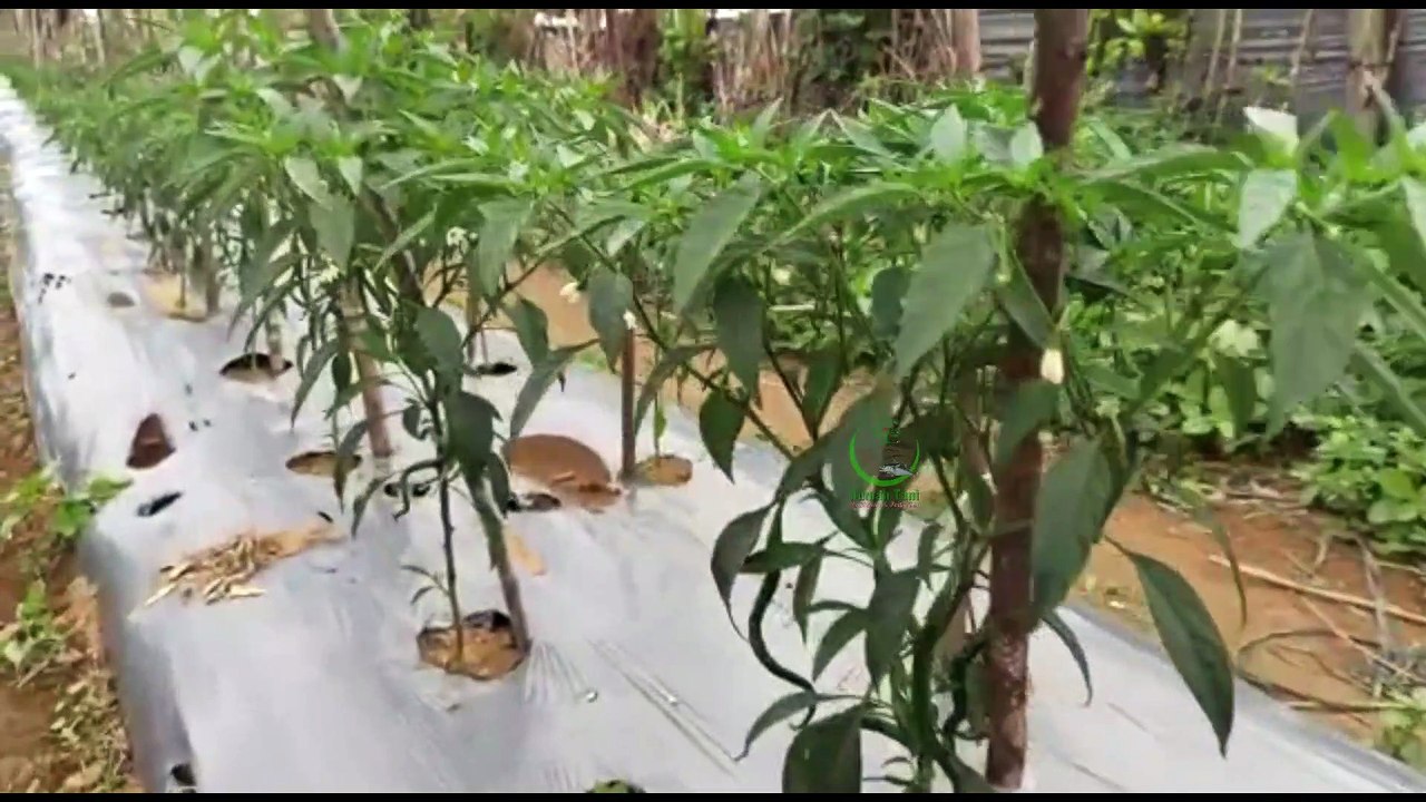 Cabai Rumah Tani