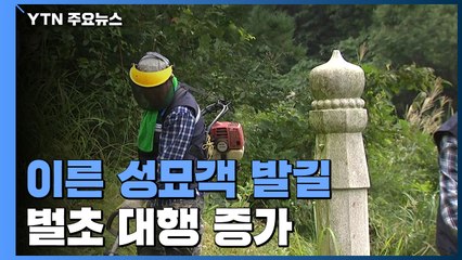 추석 앞두고 이른 성묘객 발길...벌초 대행 증가 / YTN