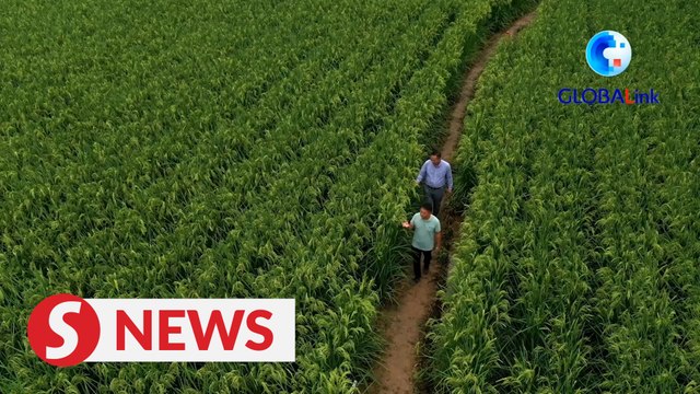 Giant rice cultivated in Chongqing, SW China