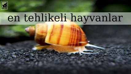 Dünyanın en tehlikeli 10 hayvan