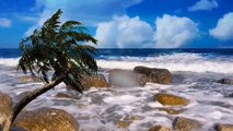 Ocean Waves Relaxing Music : Meditation, Relax, Yoga, Stress relief, Calming, Sleeping Music  by Amcas Relax Music