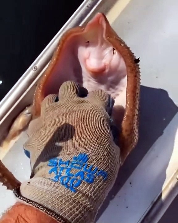 how you tickle a fish