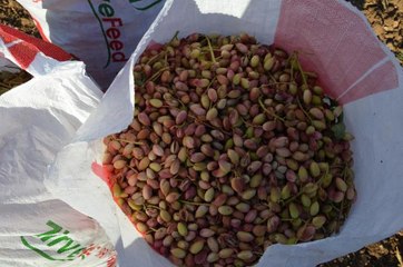 Fıstık hasadı yapıldı