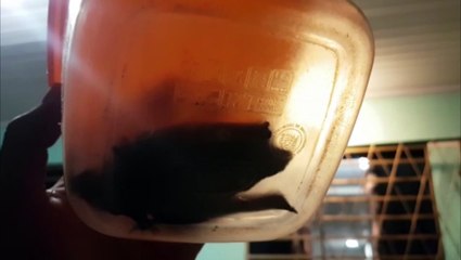 Homem é atacado por morcego dentro de casa, no Periolo