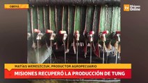 Misiones recuperó la producción de tung