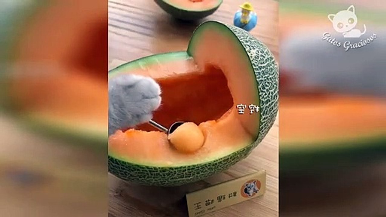 Gatos Graciosos - Videos de Risa de Gatos Chistosos #195 (1)